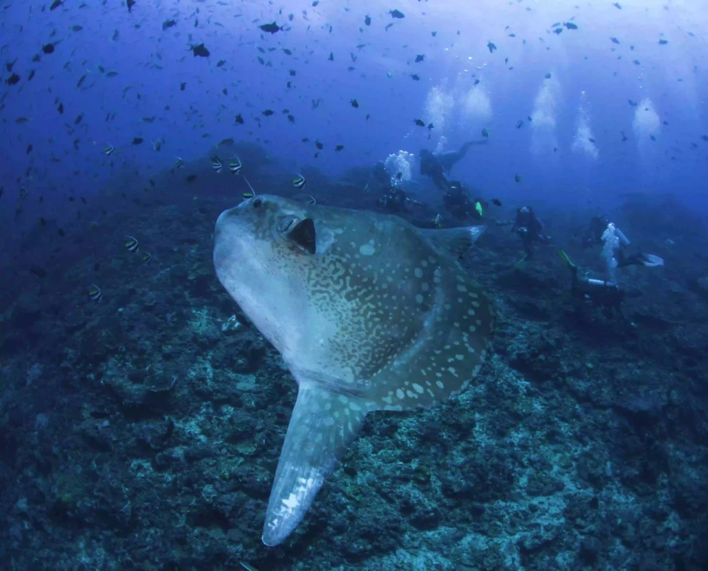 When diving, we captured a photo where Mola mola and a lot of their babies.