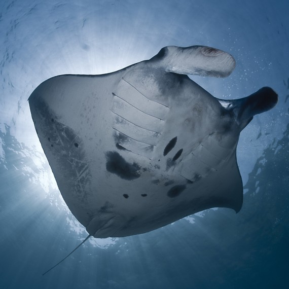 Manta Rays | Atlantis bali Diving