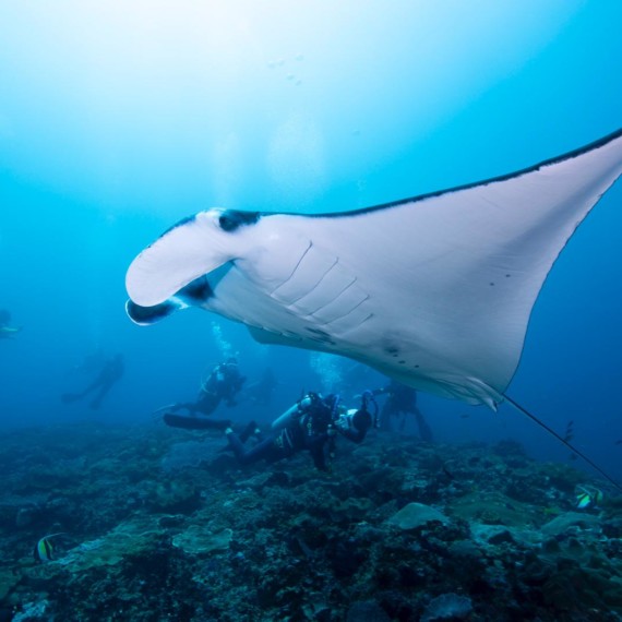 Manta Point | Diving Nusa Penida | Atlantis Bali Diving