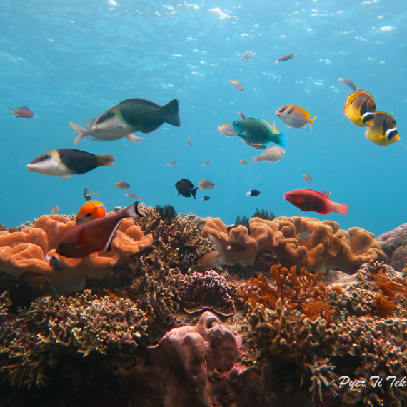 Snorkeling Padang Bay | Atlantis Bali Diving