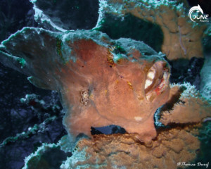 Diving Menjangan | Atlantis Bali Diving