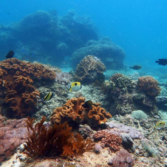 Padang Bai Dive Site | Atlantis Bali Diving