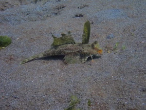 Dive site gilimanuk