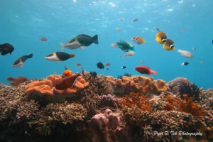 Dive site padang bay