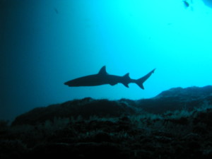 Aurora Liveaboard | Atlantis Bali Diving