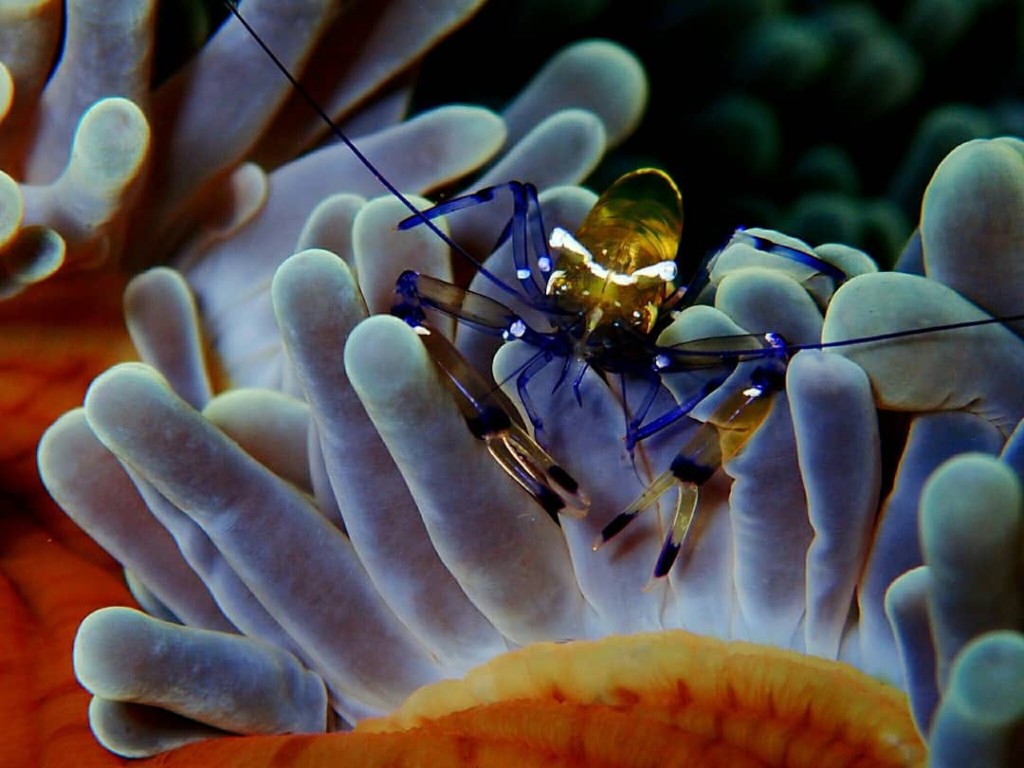 Gilimanuk dive site | Atlantis Bali Diving