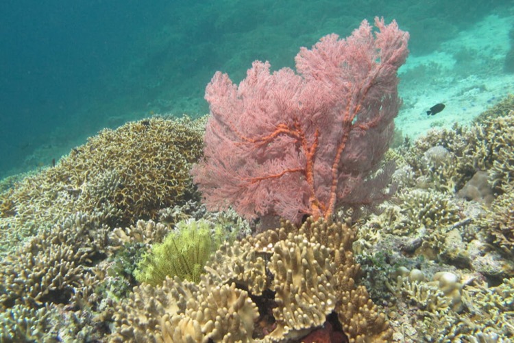 Menjangan Dive site | Atlantis Bali Diving