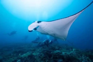 Nusa penida dive site