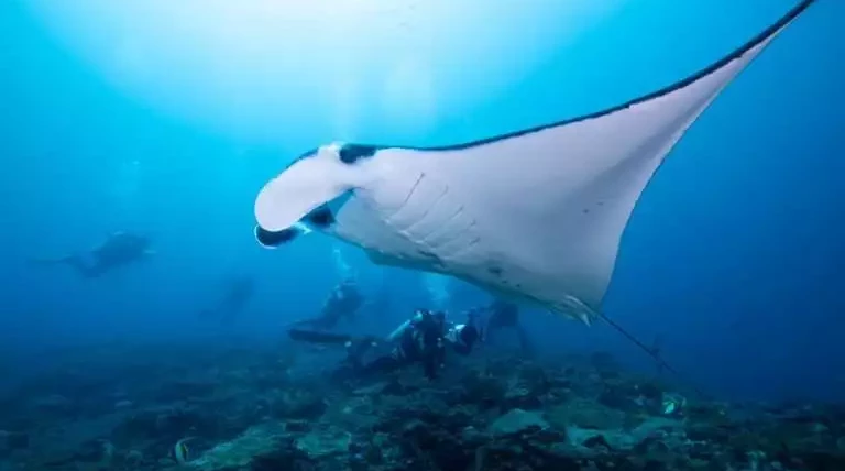 Nusa penida dive site