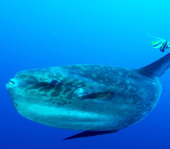 8 Facts About Mola Mola | Atlantis Bali Diving