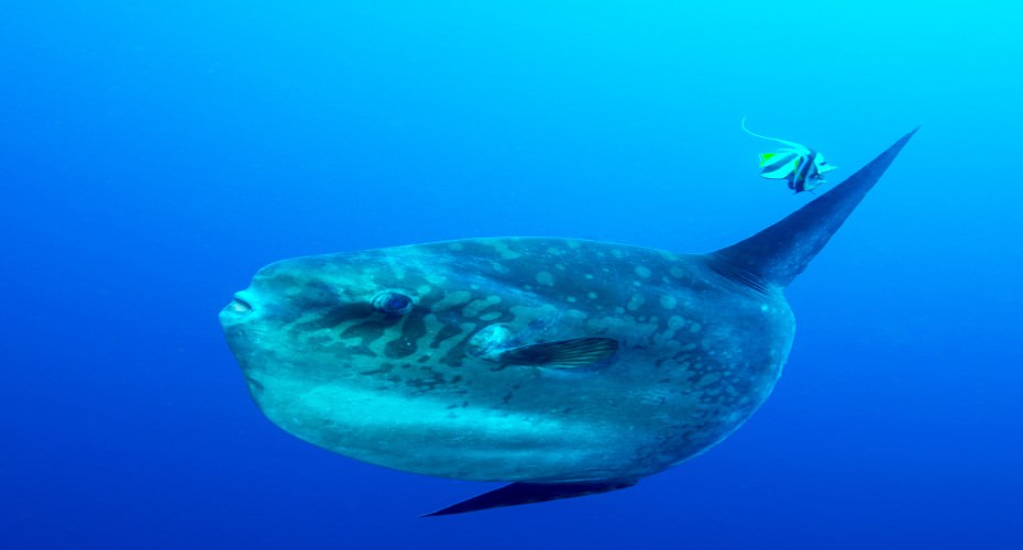 8 Facts About Mola Mola | Atlantis Bali Diving