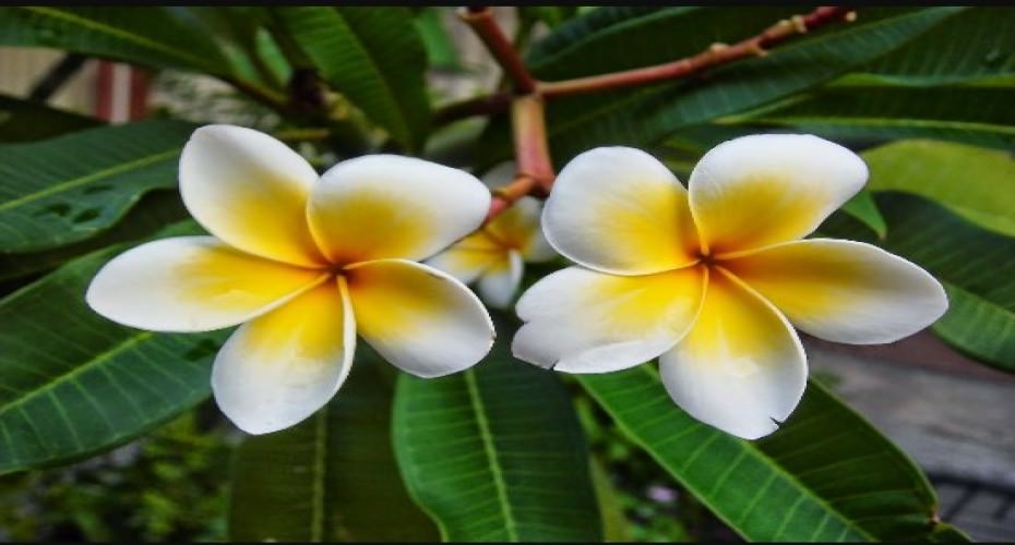 Bali, the island of flowers and birds Atlantis Bali Diving