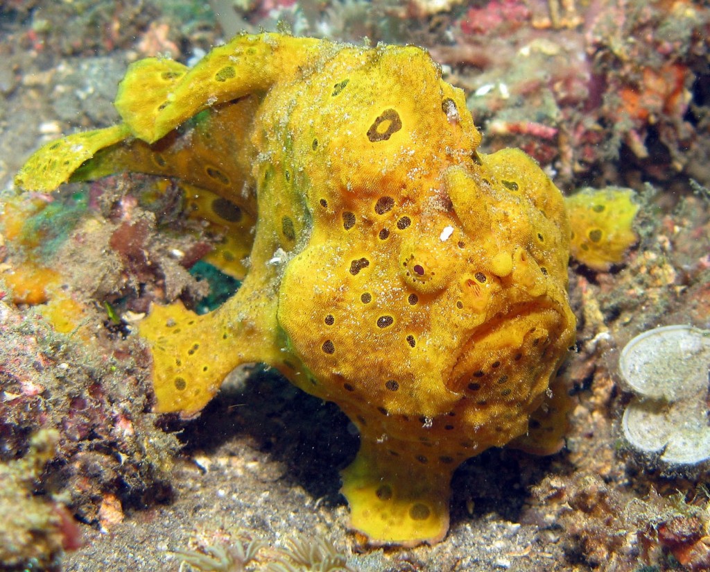 Frogfish | Atlantis Bali Diving