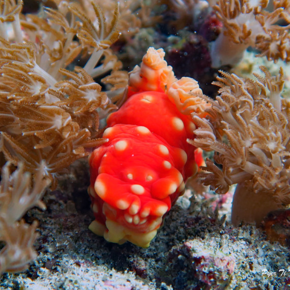 Mini Safari Tulamben | Atlantis Bali Diving