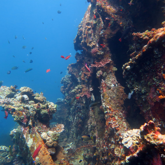 Mini Safari Tulamben | Atlantis Bali Diving