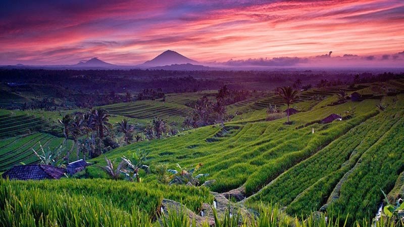 Jatiluwih rice fields | Atlantis Bali Diving