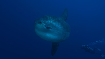 Mola mola Nusa Penida | Atlantis Bali Diving