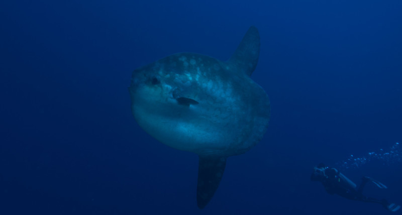 Mola mola Nusa Penida | Atlantis Bali Diving