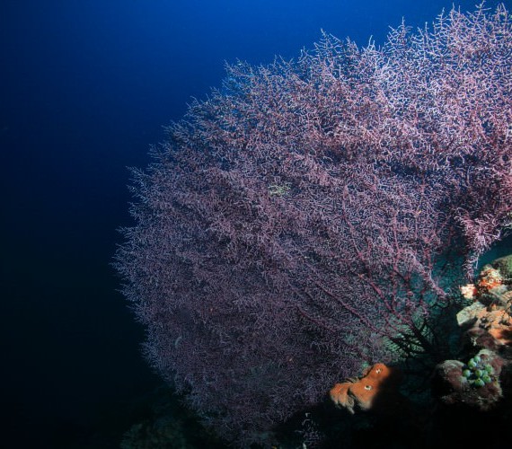 Protecting Living Coral Reef | Atlantis Bali Diving
