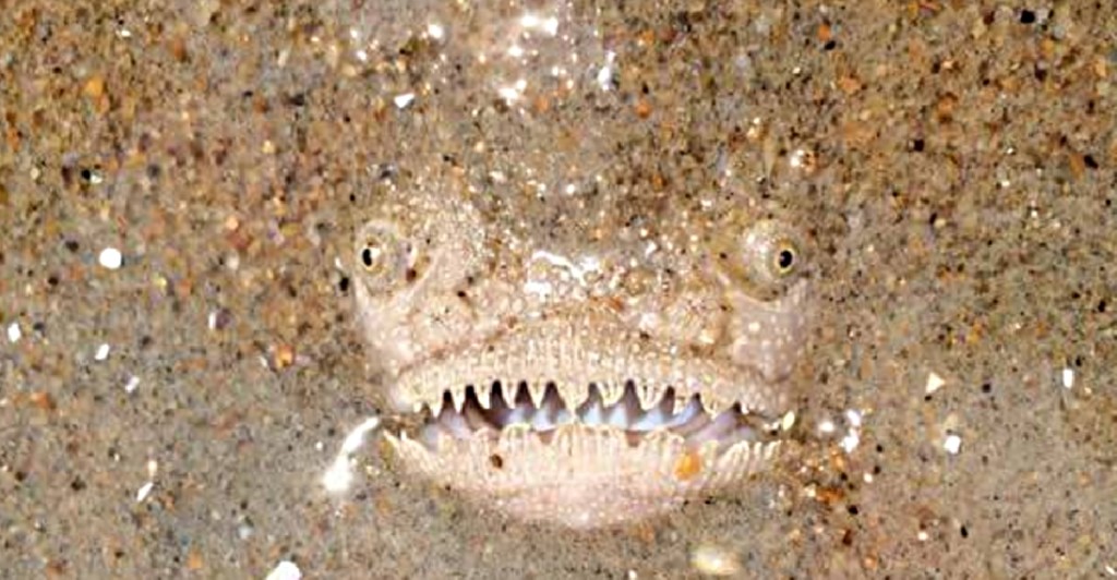 Stargazer Fish | Atlantis Bali Diving