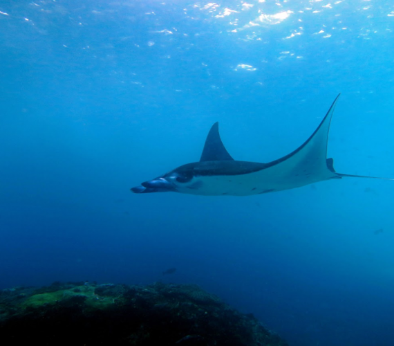 The Incredible And Majestic Manta Rays