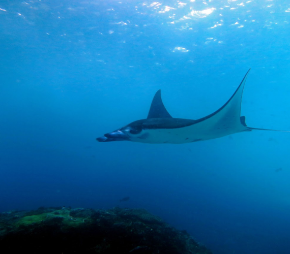 The Incredible And Majestic Manta Rays | Atlantis Bali Diving