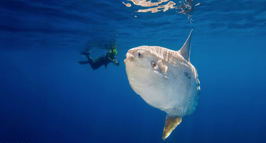 The Mola Mola (Sunfish) is a very unique looking fish | Atlantis Bali Diving