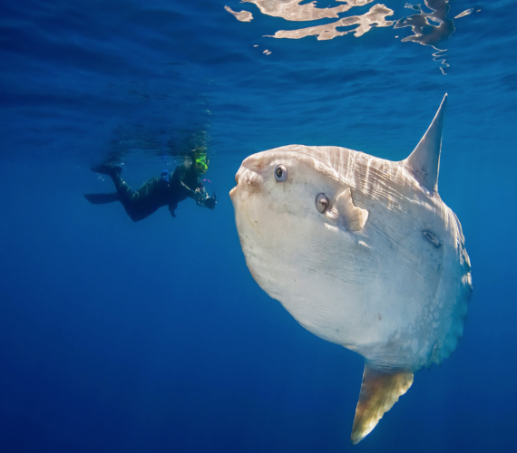 The Mola Mola (Sunfish) | Atlantis Bali Diving