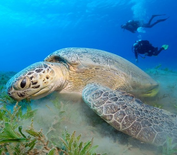 Traveling To Australia- A Scuba Diving Adventure | Atlantis Bali Diving