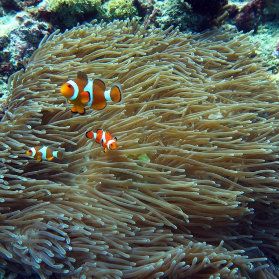 Tulamben - Gilis Safari Diving | Atlantis Bali Diving