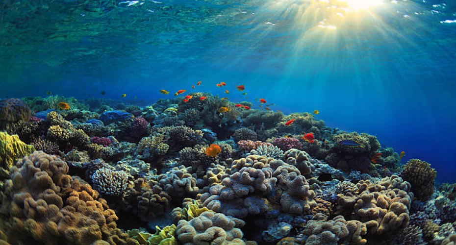 What is Coral | Atlantis Bali Diving