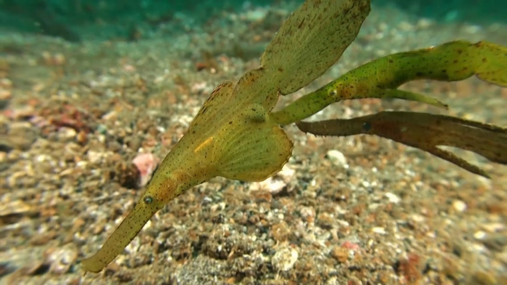 robust ghost pipefish | Atlantis Bali Diving