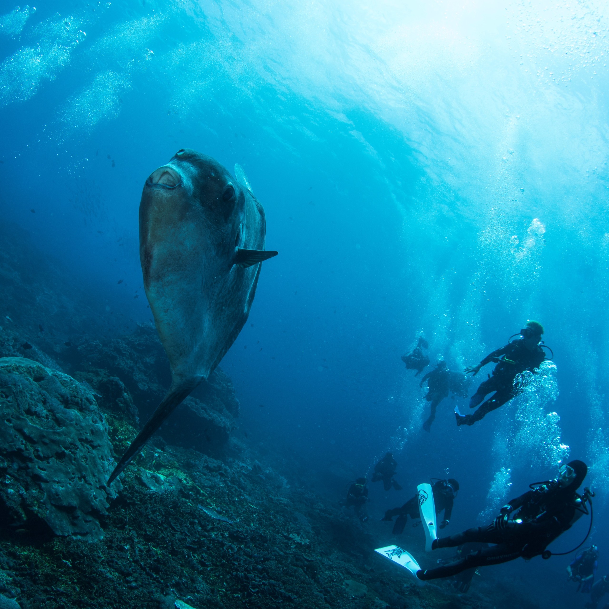 Mola Mola | Atlantis Bali Diving