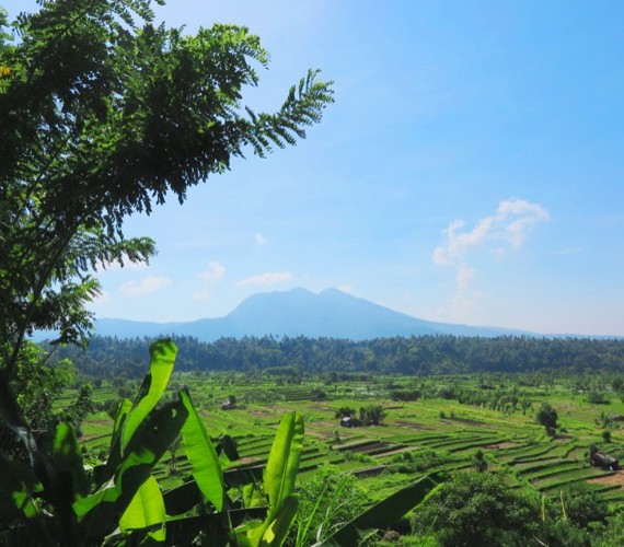 Rice field in Bali | Atlantis Bali Diving