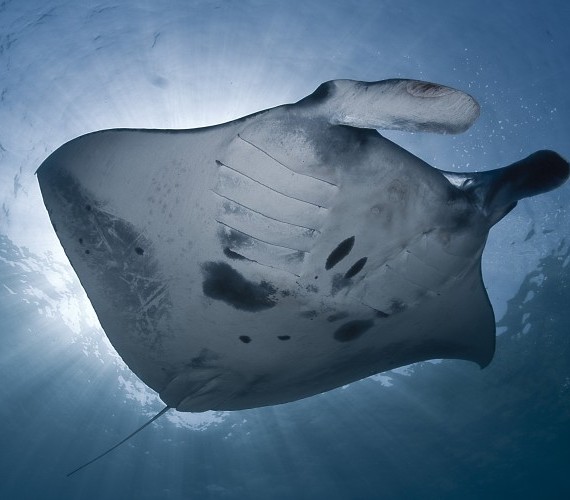 Manta Rays | Atlantis Bali Diving