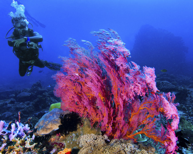 Go Eco | Atlantis Bali Diving