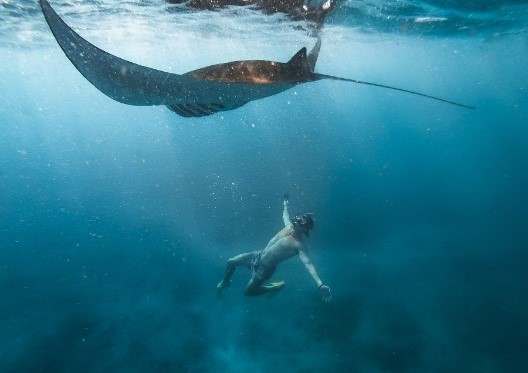 Manta Point & Fish Nursery - Nusa Penida | Atlantis Bali Diving