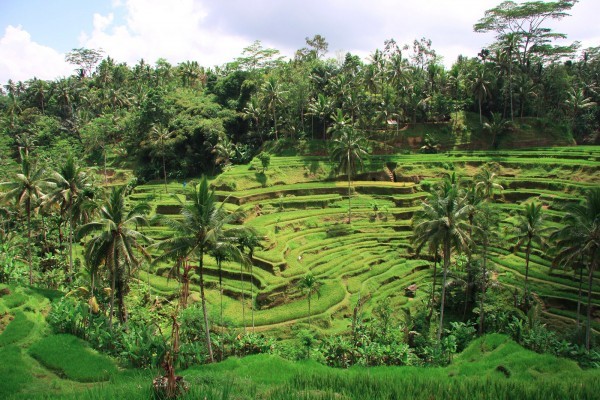 Tegallalang Terrace Rice Fields | Atlantis Bali Diving