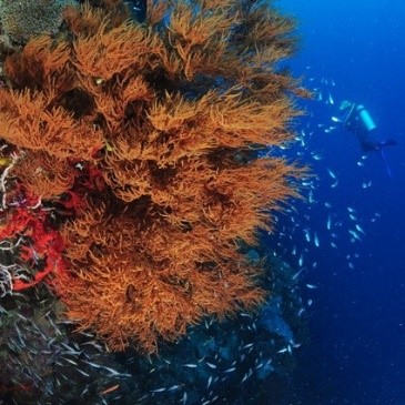 Abyss & Sea Turtles - Menjangan | Atlantis Bali Diving