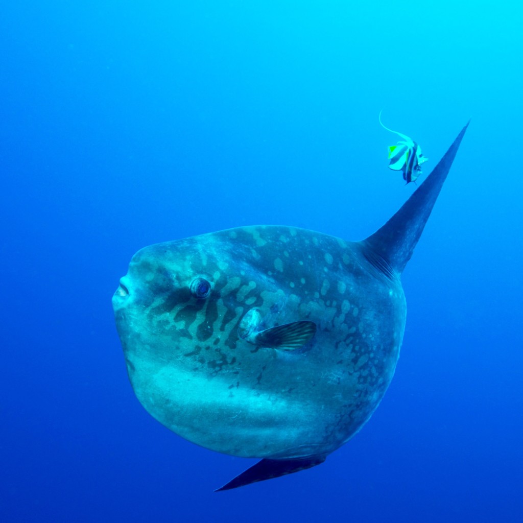 Nusa Penida | Atlantis Bali Diving