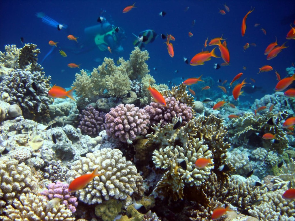 Grâce à Ocean Gardener | Atlantis Bali Diving