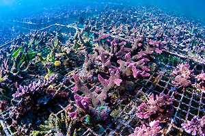 Coral Reef | Atlantis Bali Diving