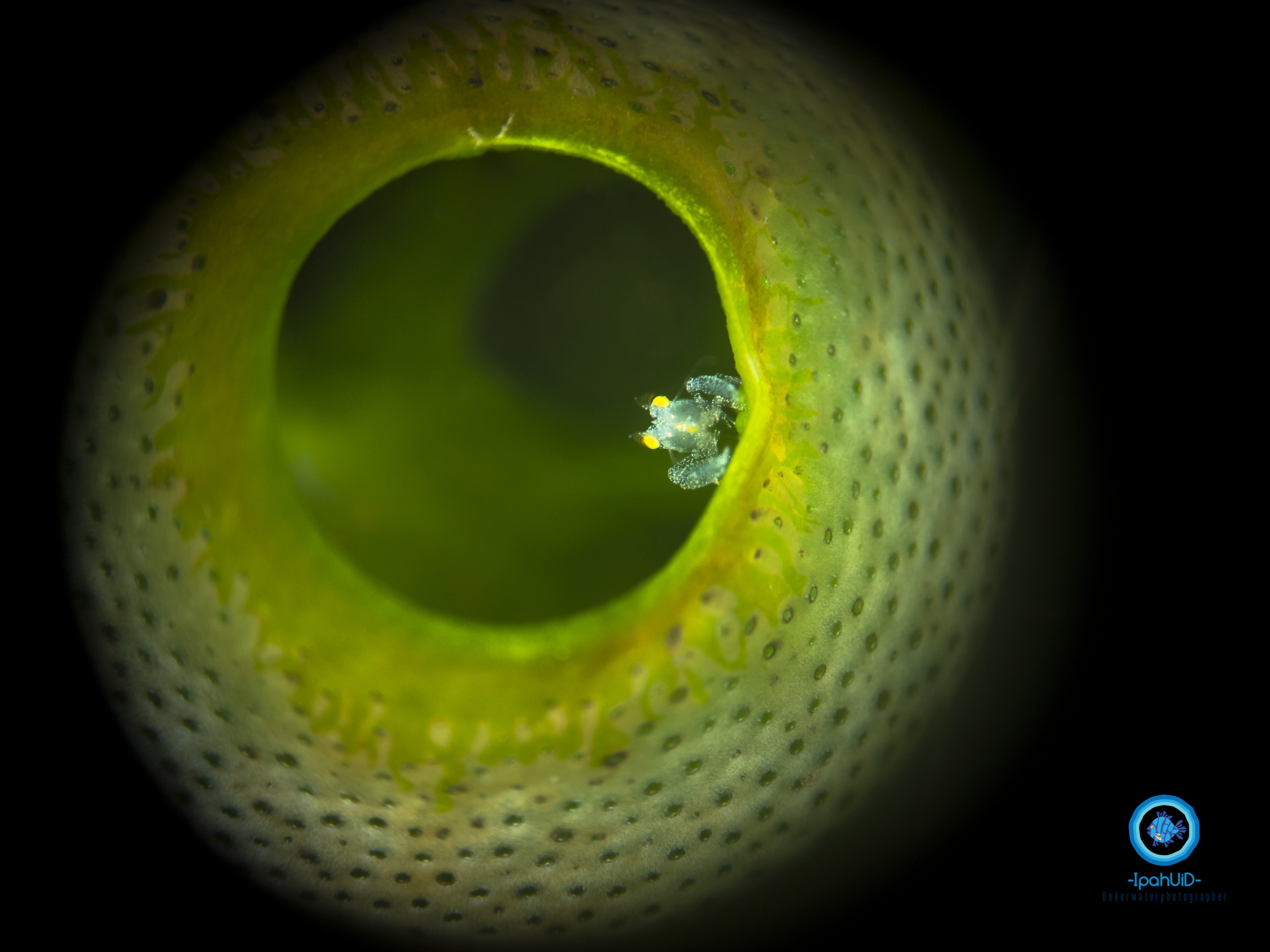 Macro Sea Life Photography - Full Pack Scuba Diving Bali | Best Dive