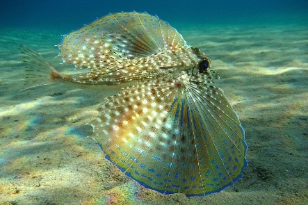 Flying gurnard - Wikipedia