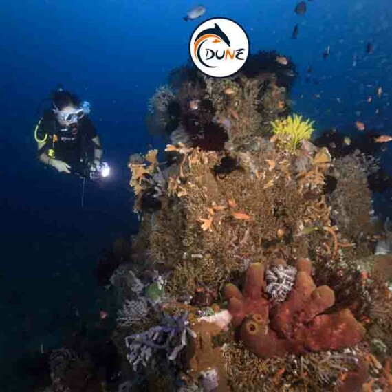 Top 10 Best dive sites in Bali