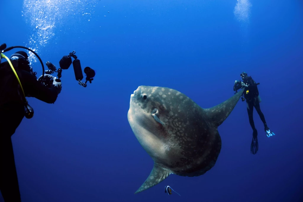 Mola mola fish, photo captured when diving. 