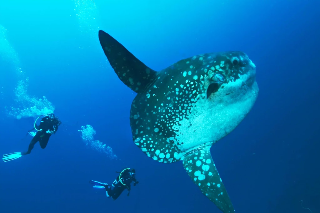 Mola mola fish do not have tails.