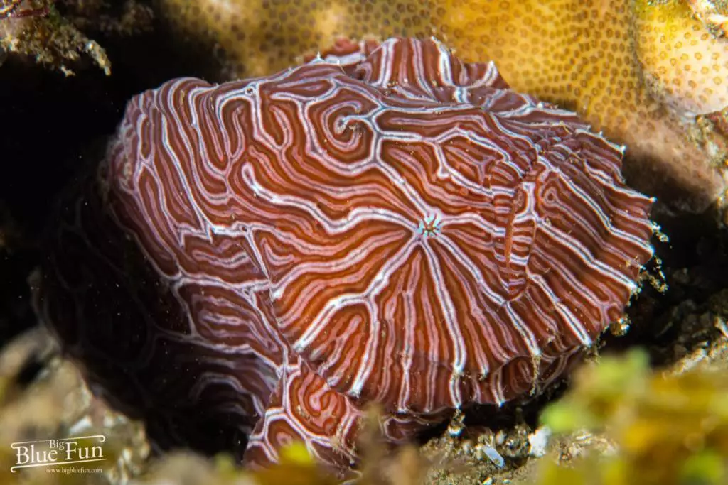 Ambon Scorpionfish