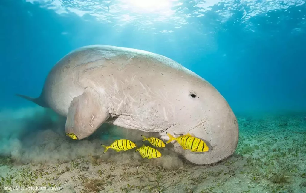 Dugong