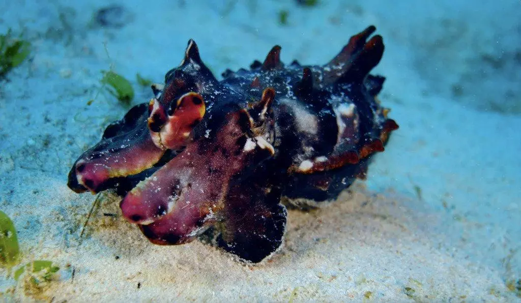 Flamboyant Cuttlefish